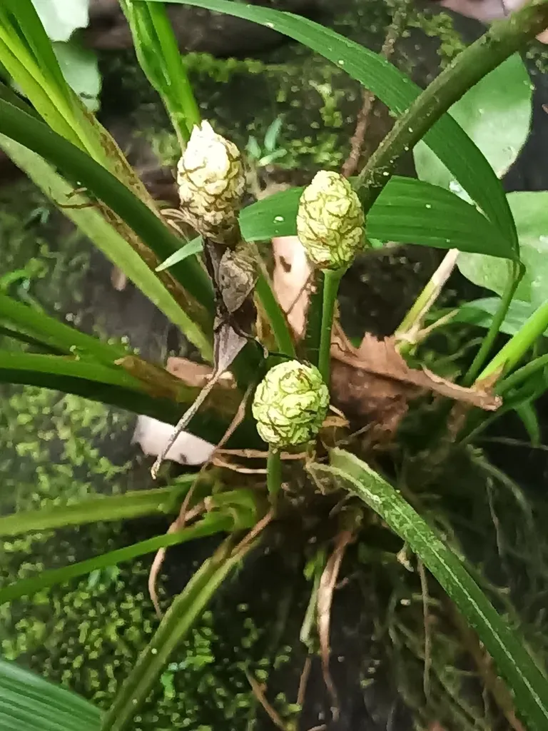 Dicranopygium Pygmaeum