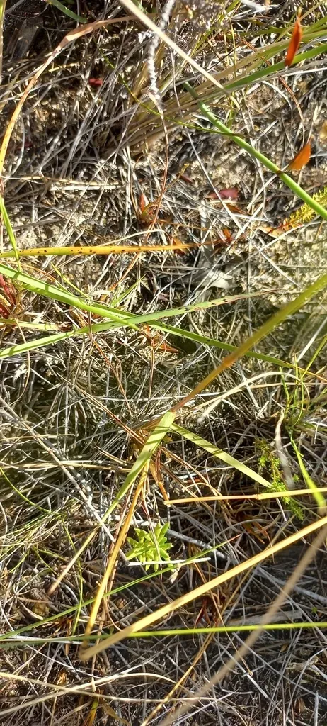 Heart-seed Love-grass