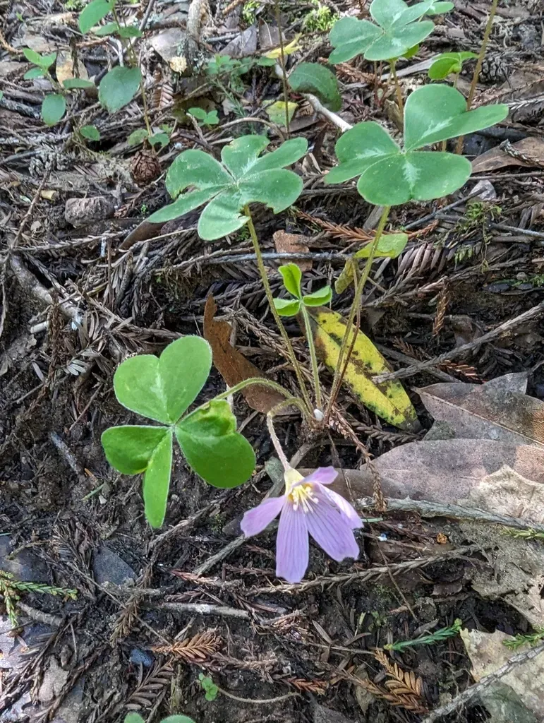 Redwood Sorrel