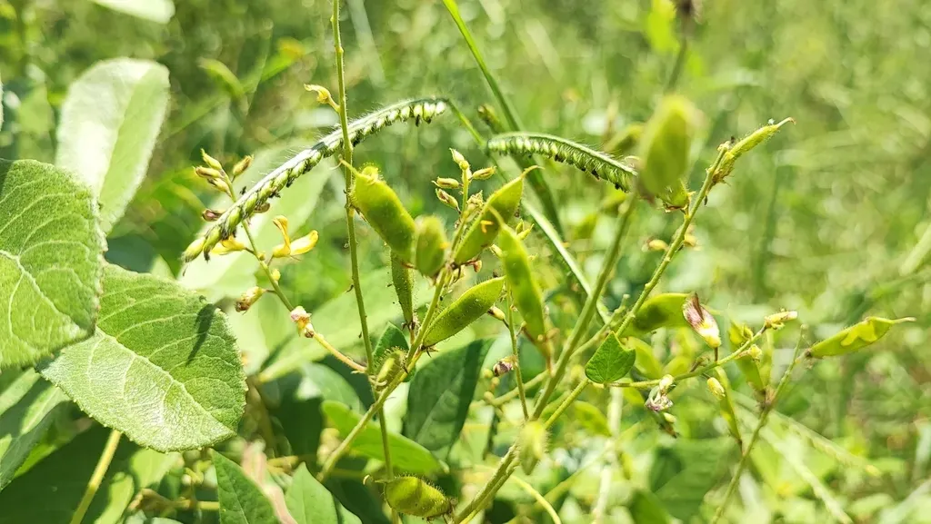 Chihuahuan Snoutbean