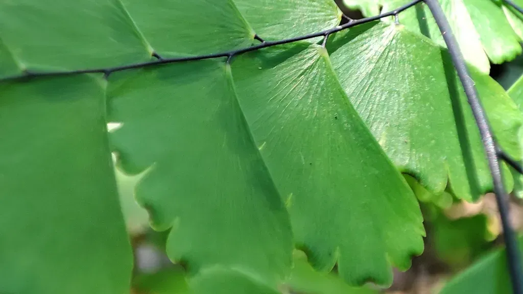 Adiantum Pectinatum