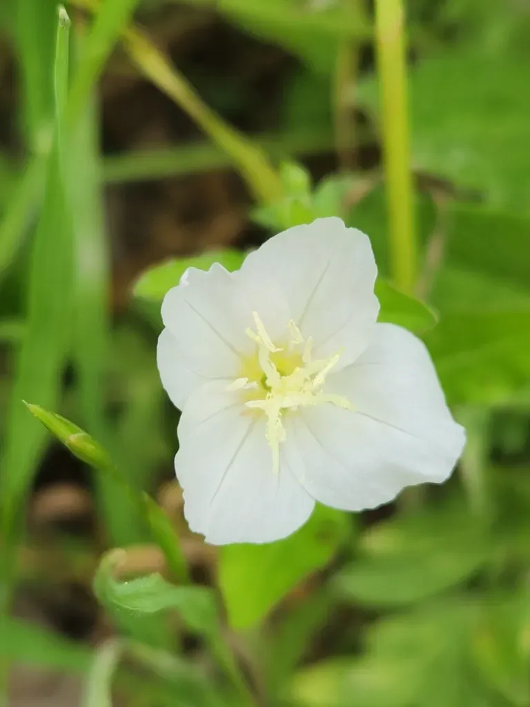 Fourwing Evening Primrose