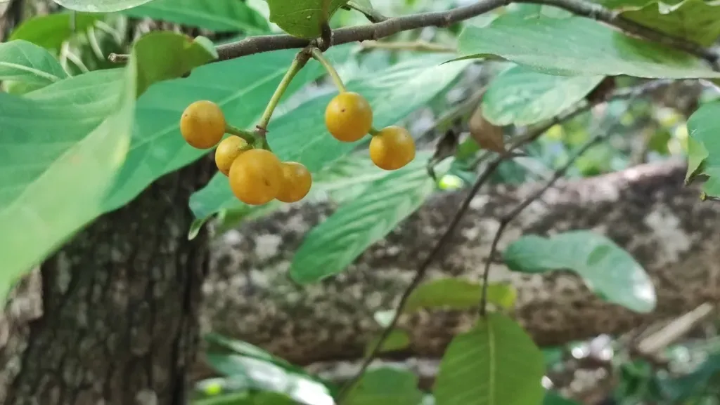 Unonopsis Guatterioides