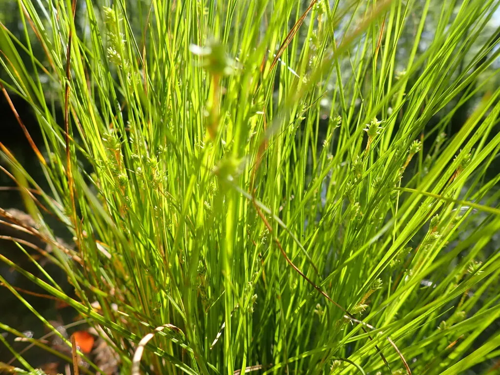 Prickly Bog Sedge