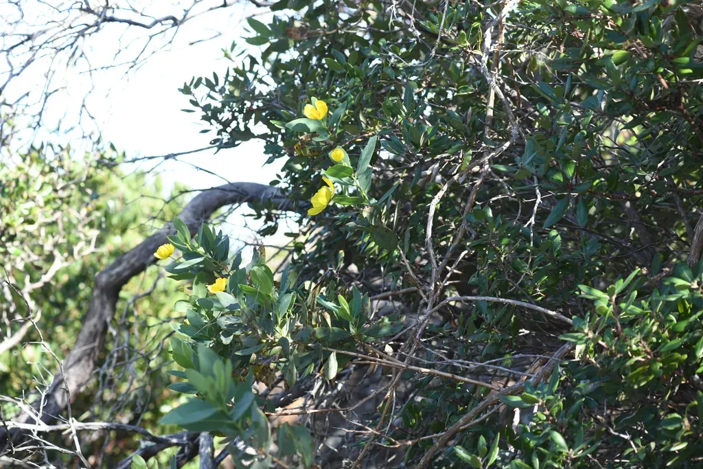 Channel Islands Tree Poppy