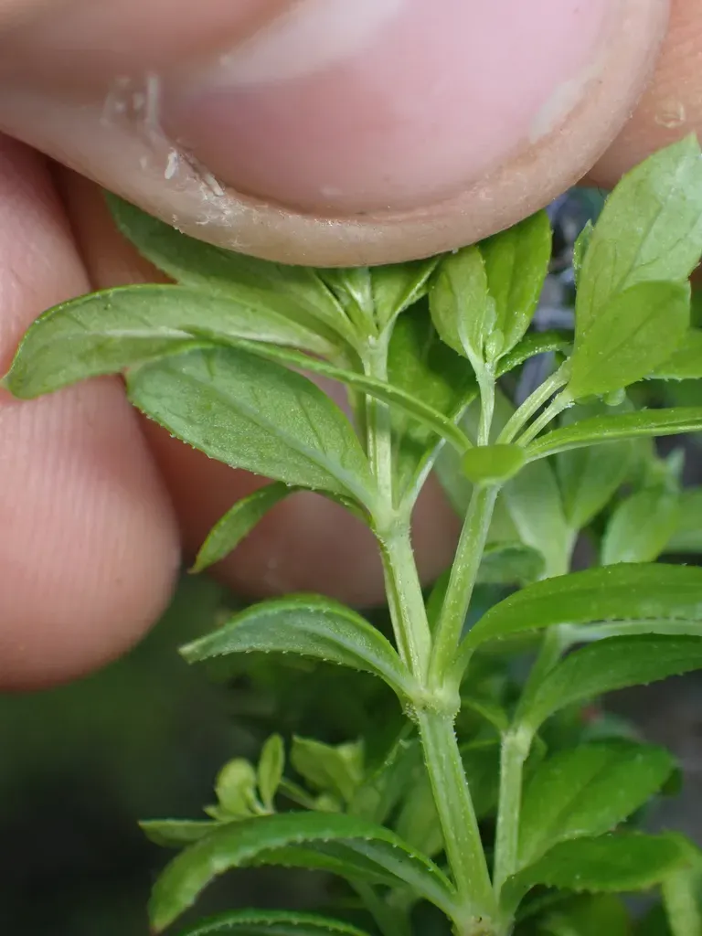Box Bedstraw