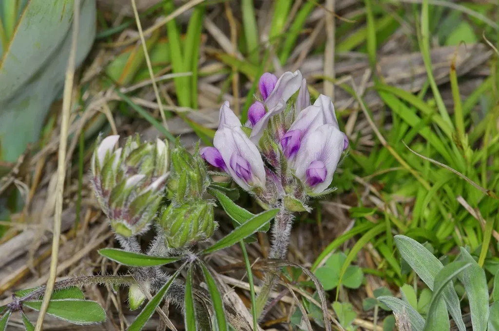 Texas Plains Indian Breadroot
