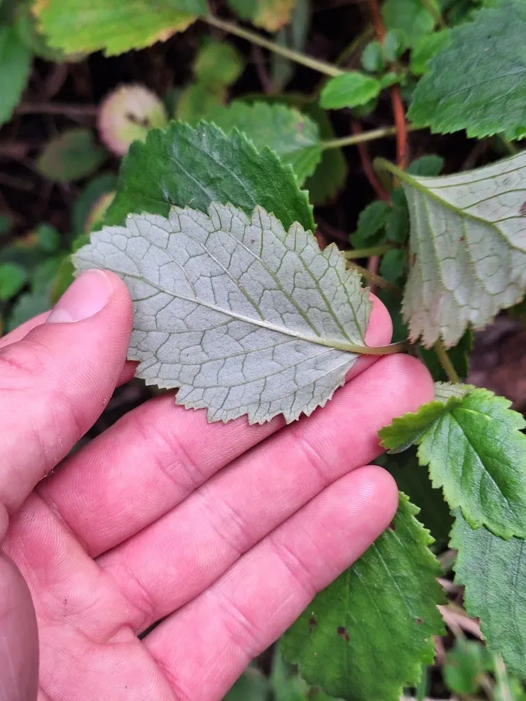 Jovellana Sinclairii