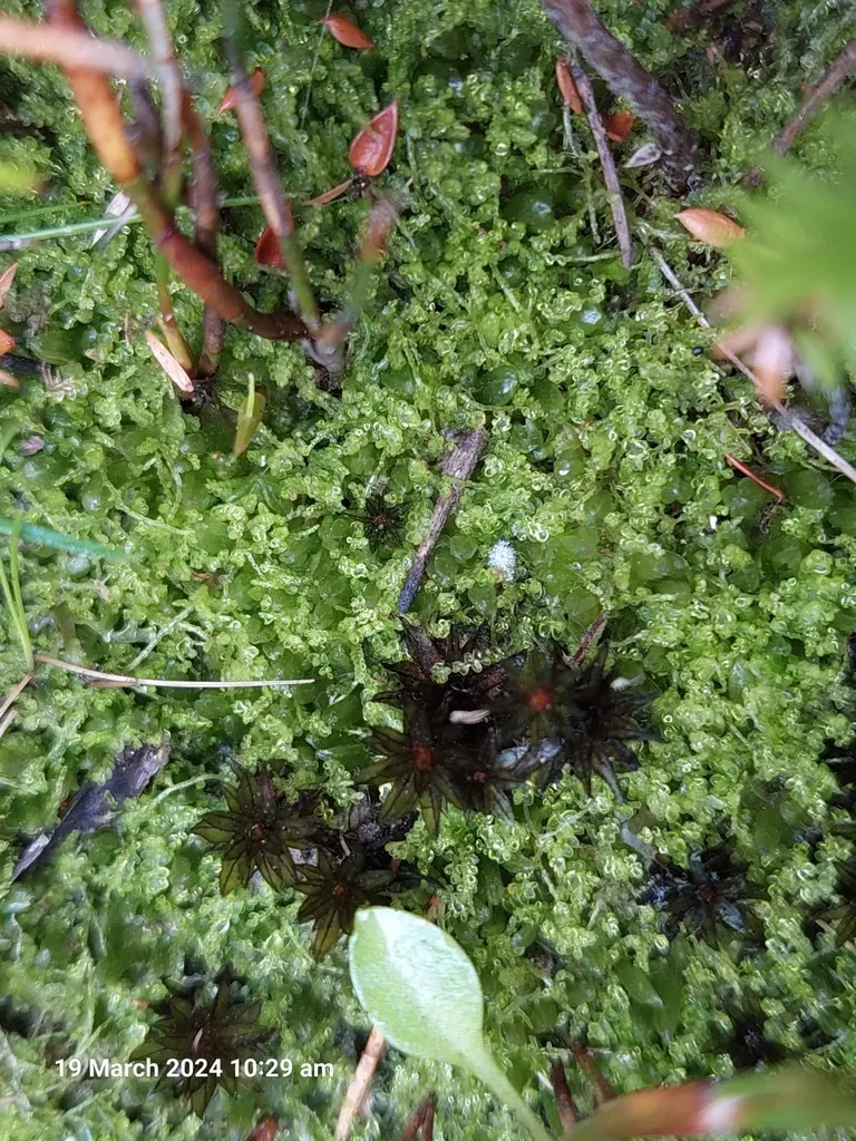 Hygrolembidium Acrocladum