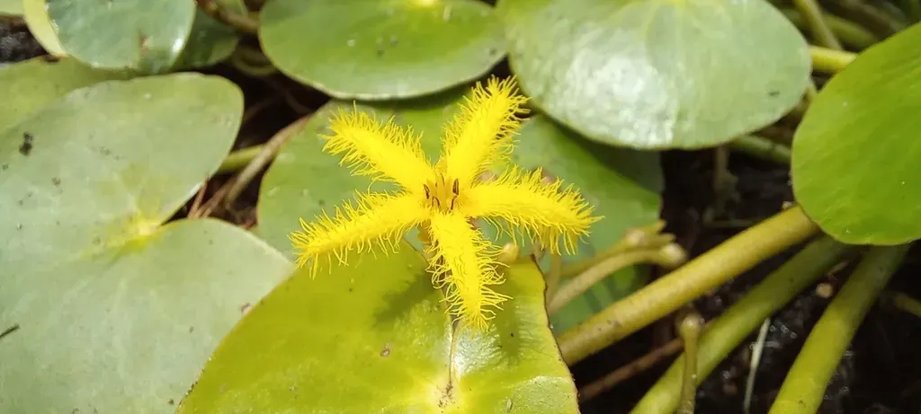 Yellow Pondlily