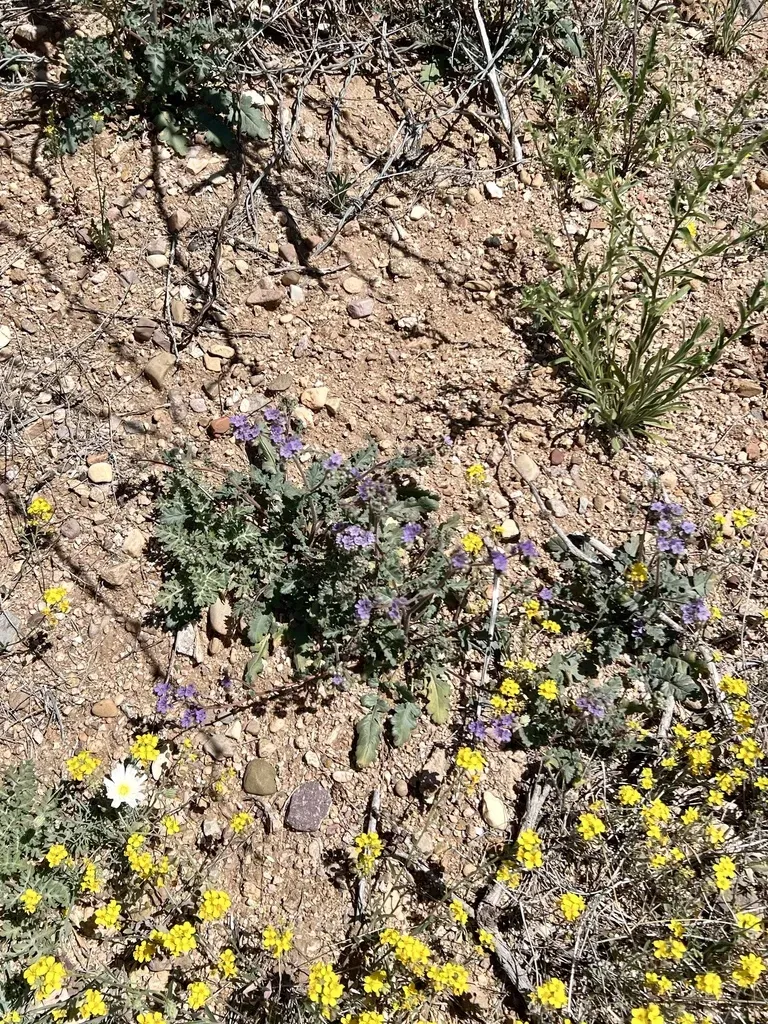 Mangas Spring Phacelia