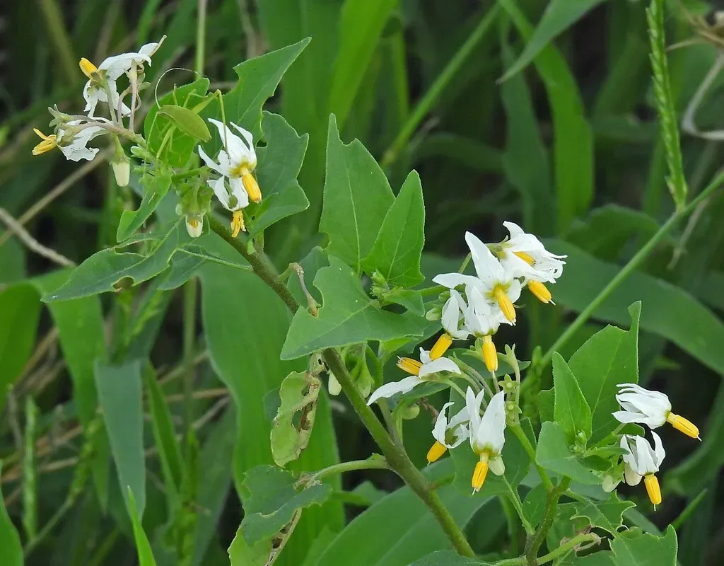 Solanum Pilcomayense