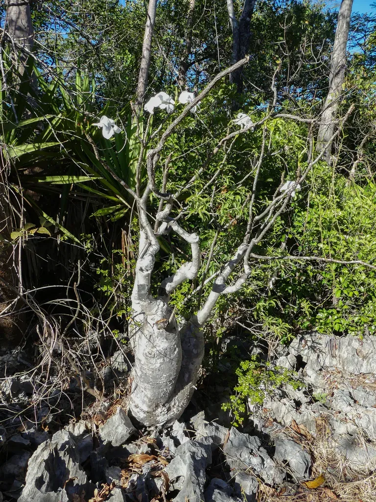 Pachypodium Decaryi