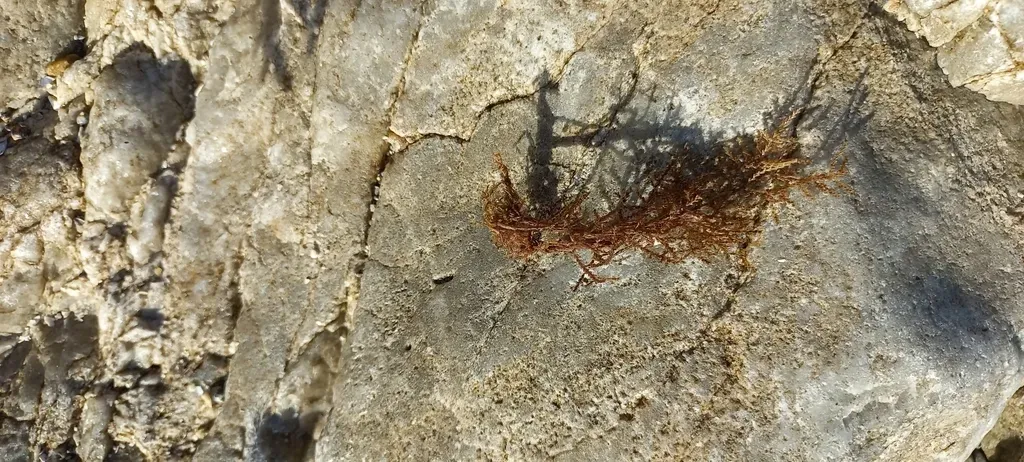 Rhodomelopsis Africana