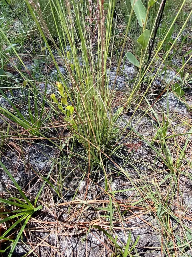 Pineywoods Dropseed
