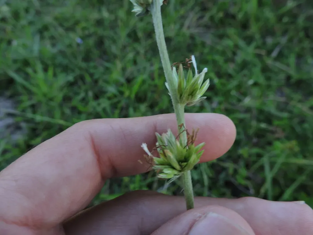 Orthopappus Angustifolius