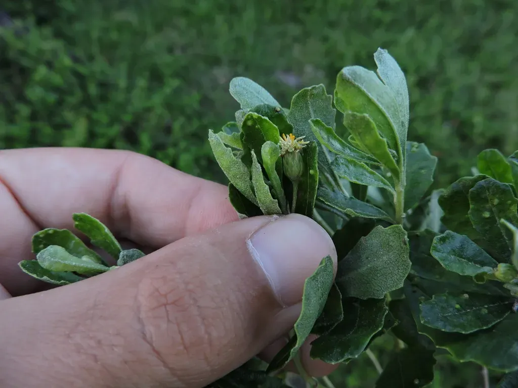 Baccharis Longiattenuata
