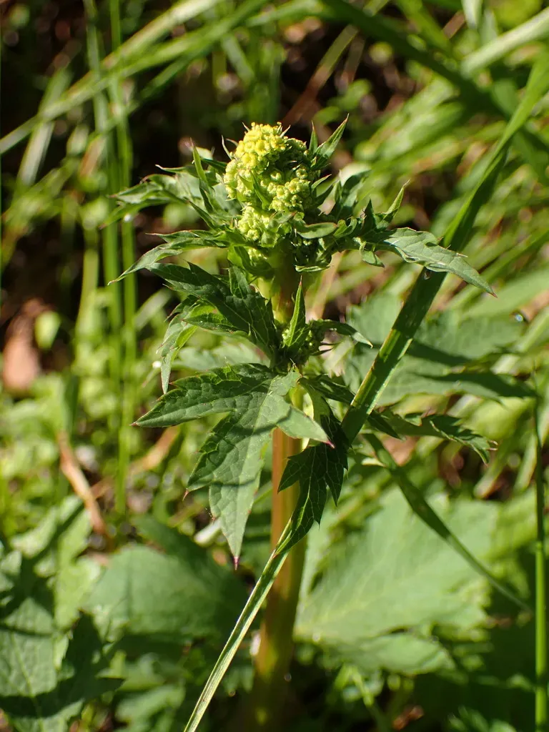 Pacific Black-snakeroot