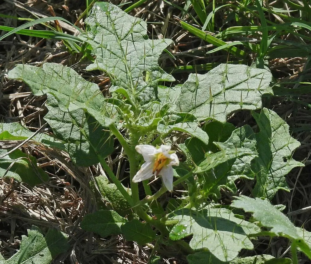 Solanum Juvenale