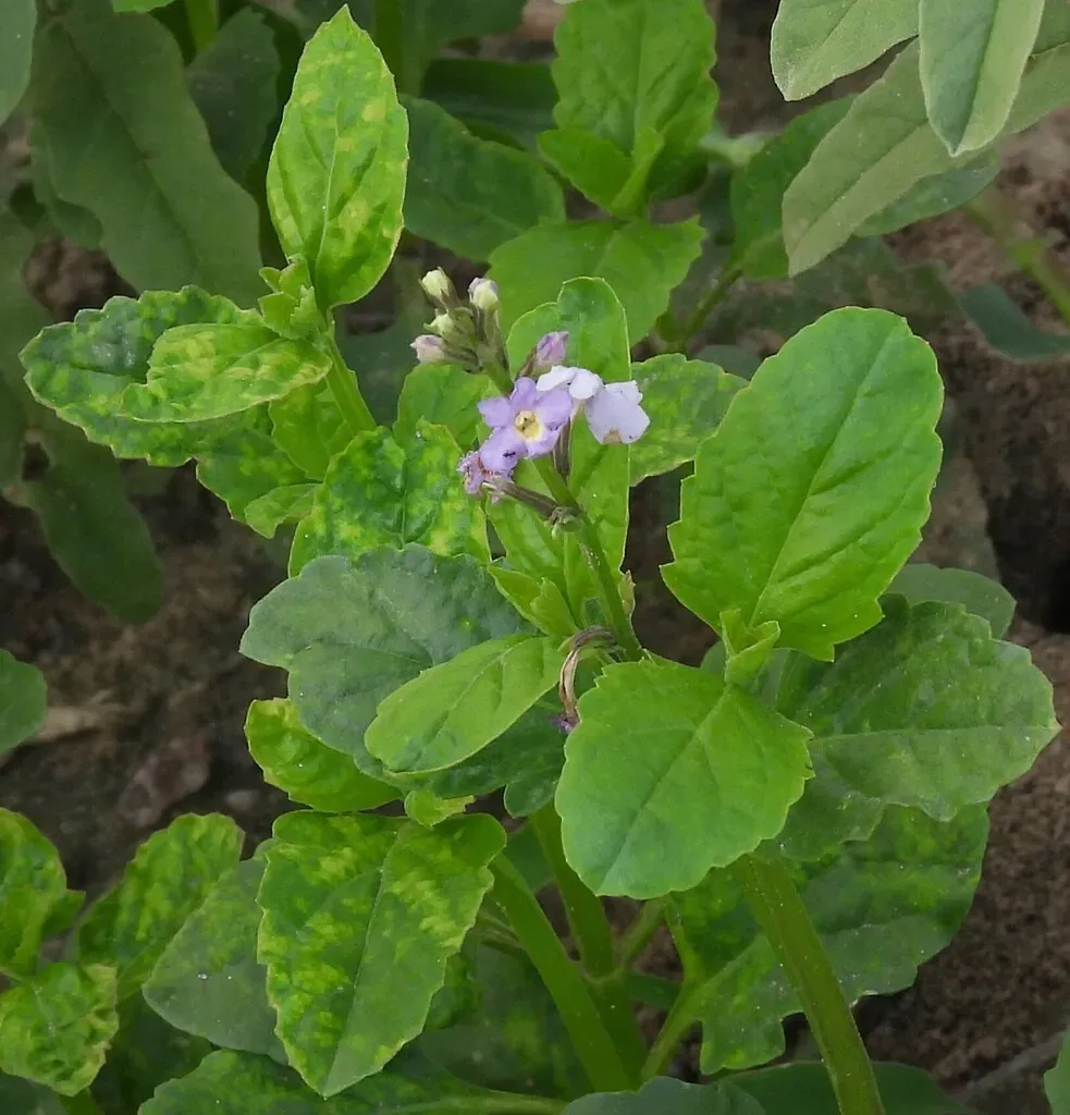 Pitraea Cuneato-ovata