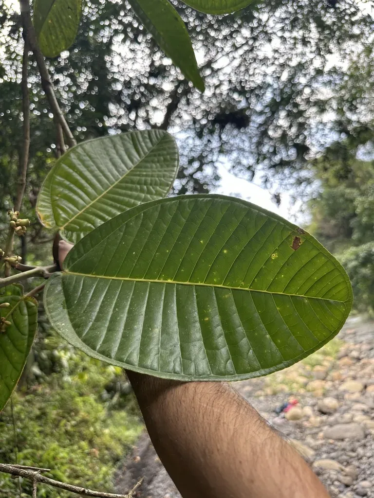 Graffenrieda Grandifolia