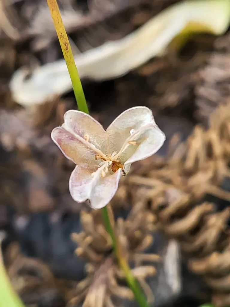 Kaweah Fawn Lily