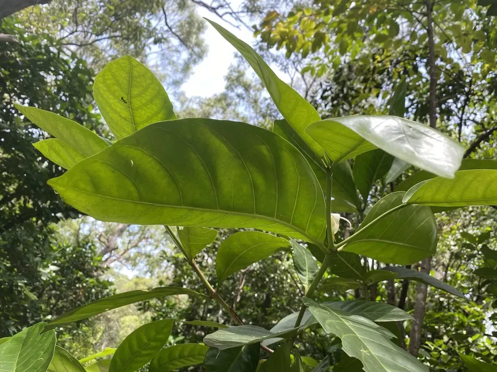 Atractocarpus Sessilis