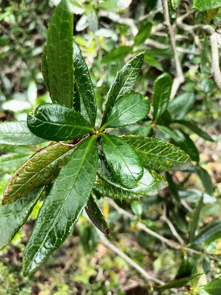 Berberis Serrato-dentata