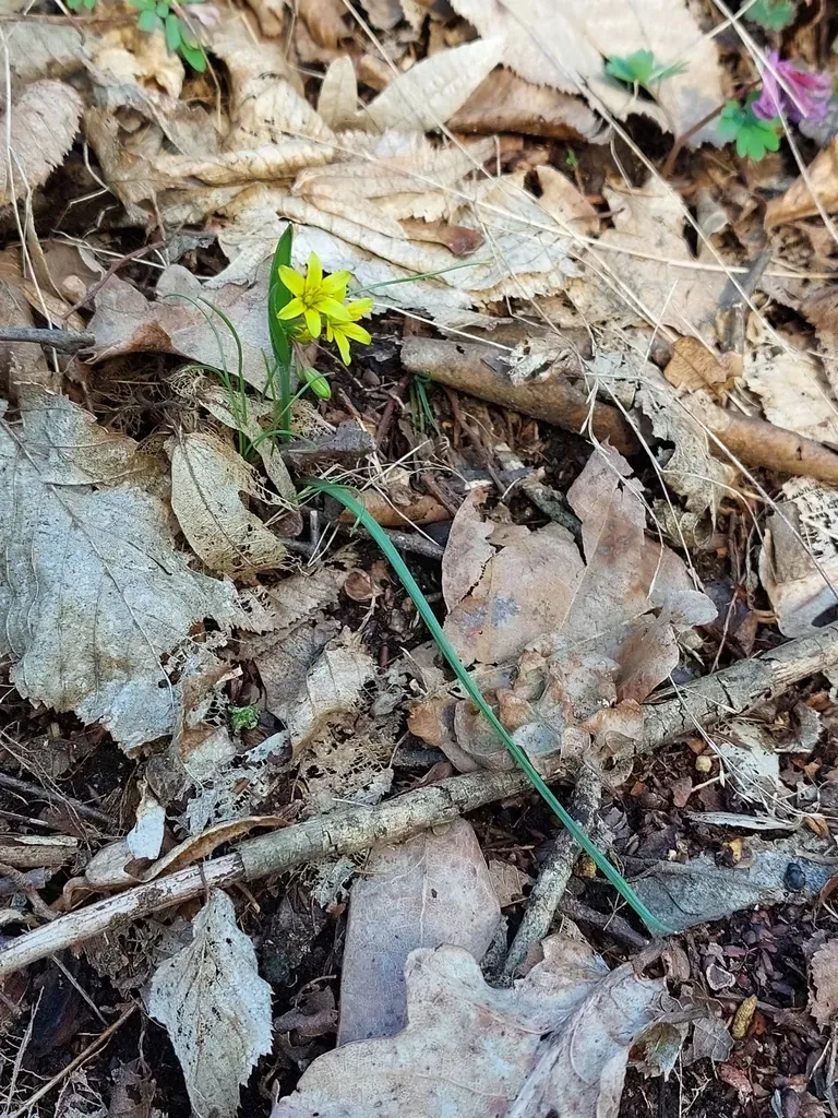 Yellow Star-of-bethlehem