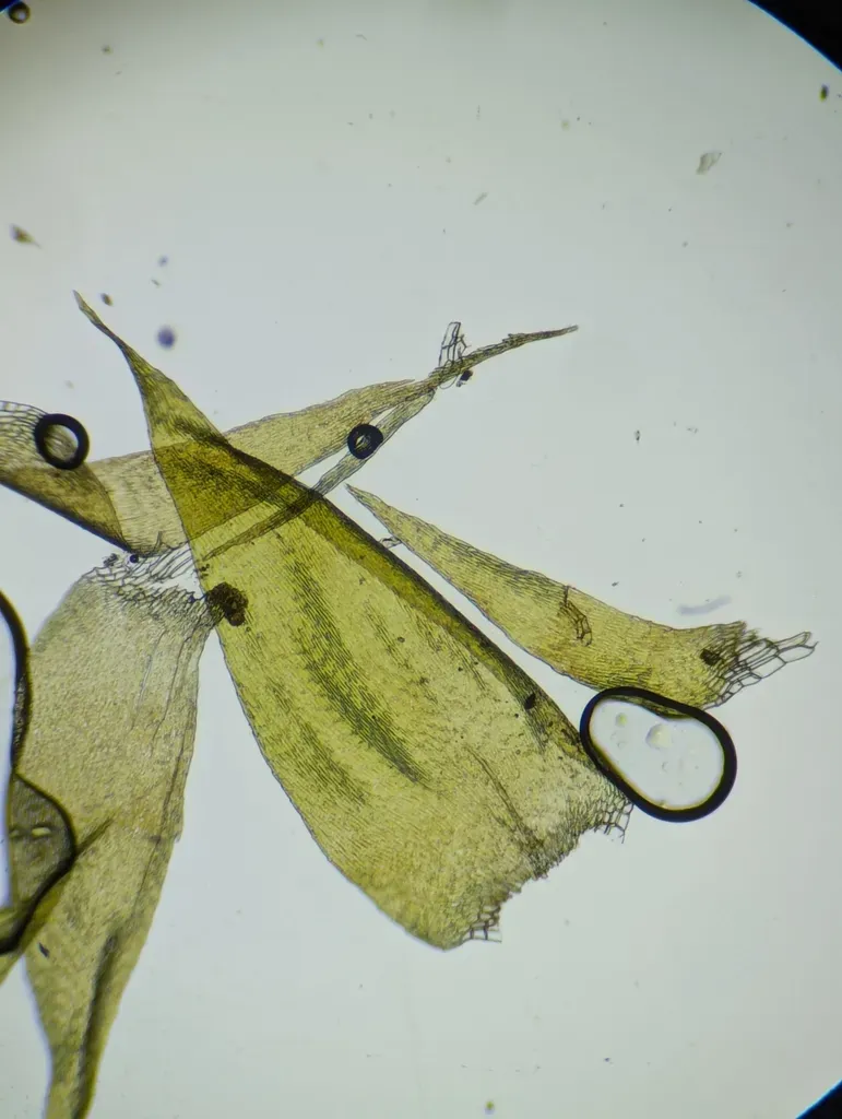 Muhlenbeck's Feather-moss