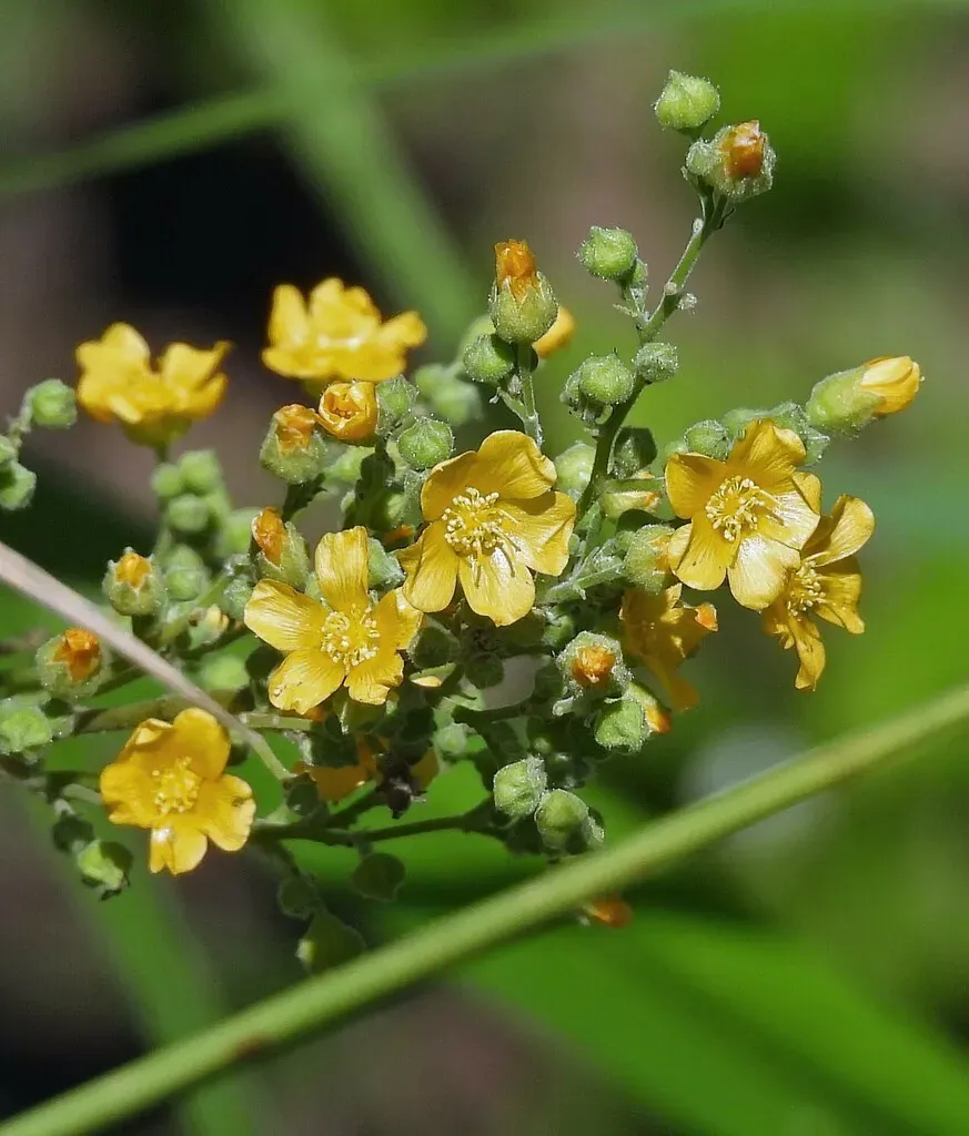 Wissadula Tucumanensis