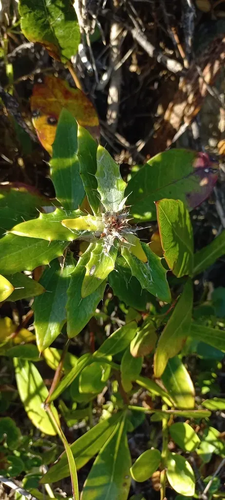 Pale Capethistle