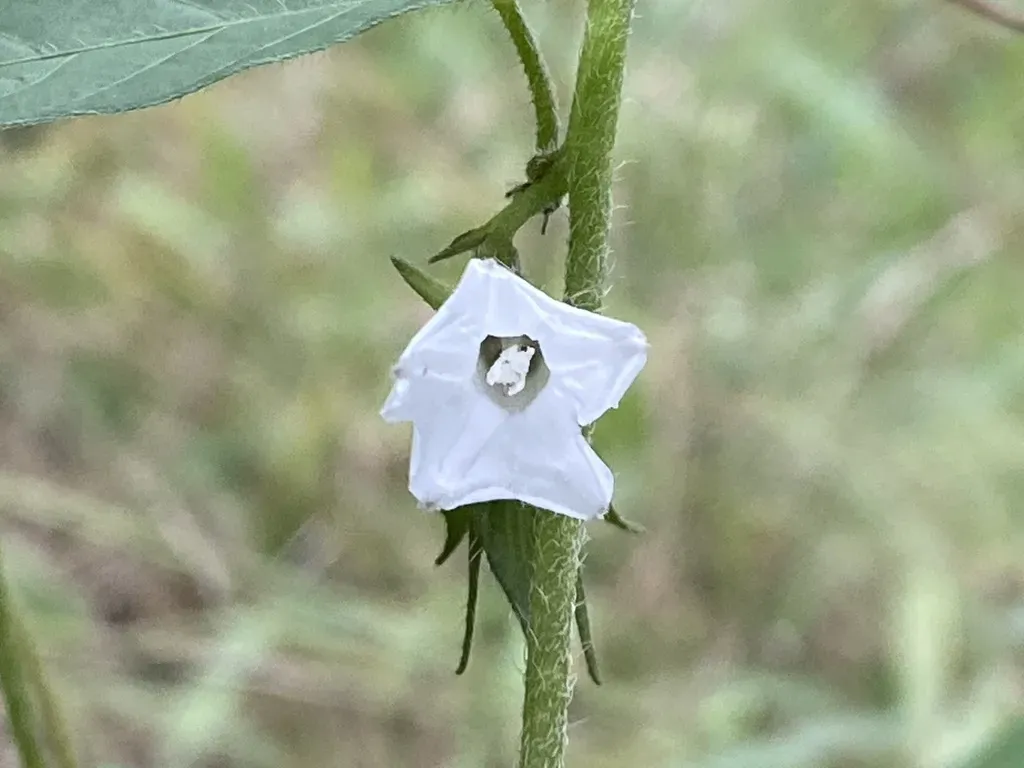 Bell Vine