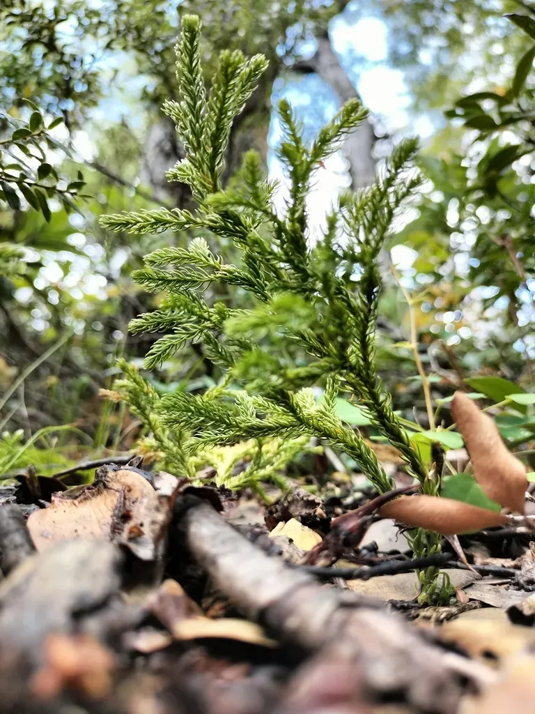 Austrolycopodium Paniculatum