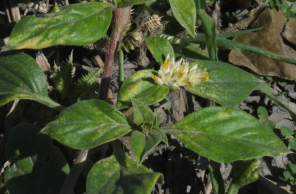 Gomphrena Martiana