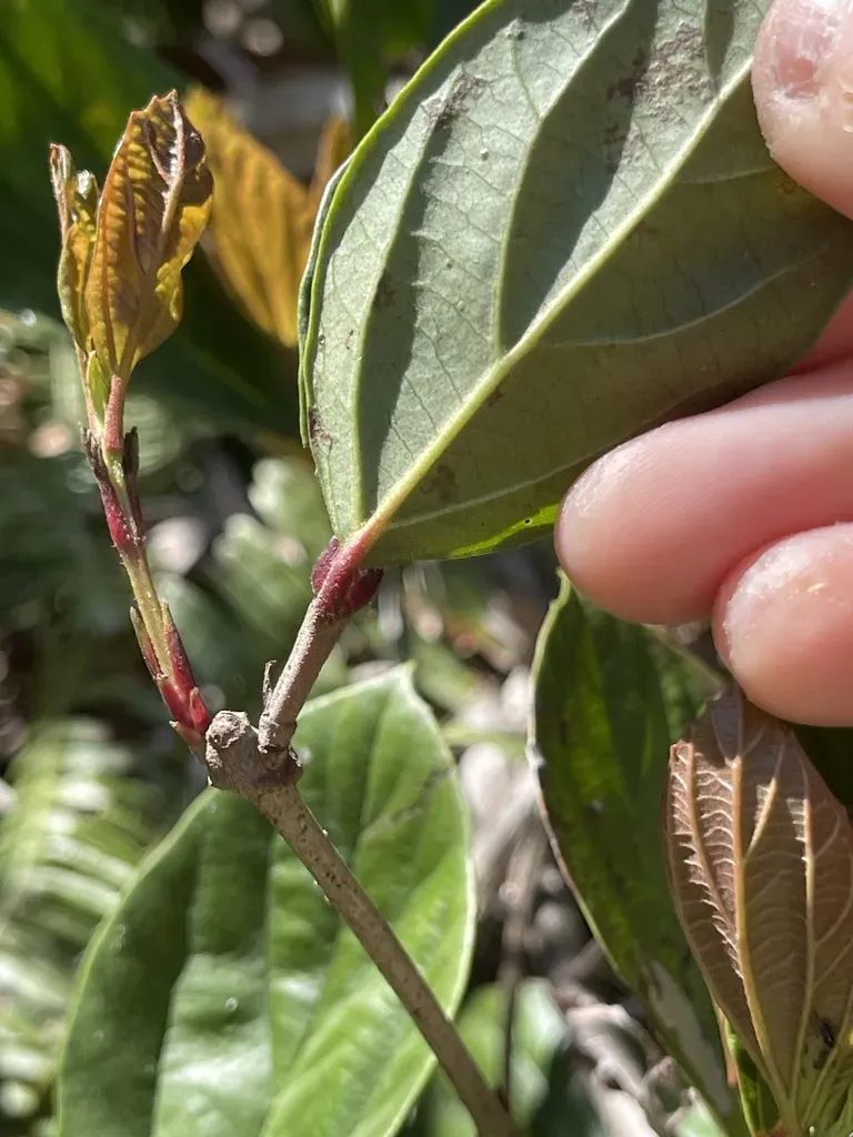 Viburnum Sempervirens