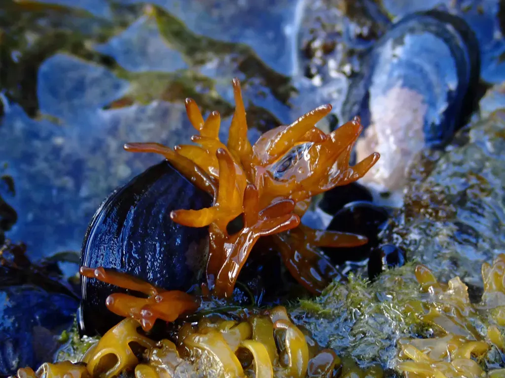 Nothogenia Fastigiata