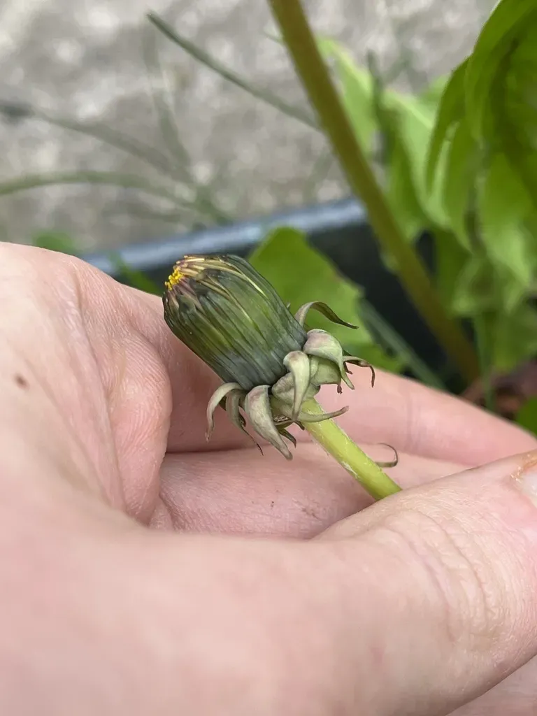 Taraxacum Stenoglossum