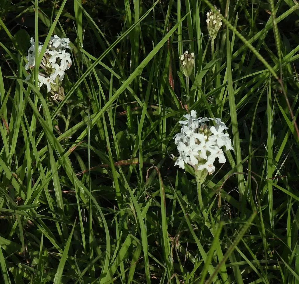 Glandularia Platensis