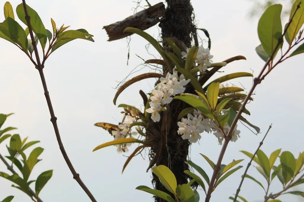 Rodriguezia Bracteata