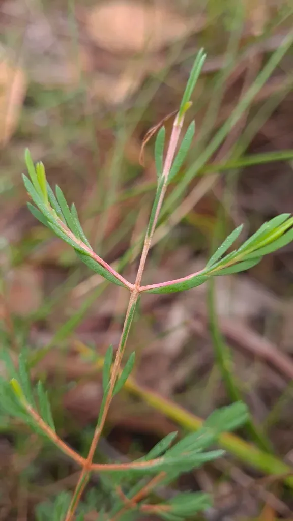 Darwinia Biflora
