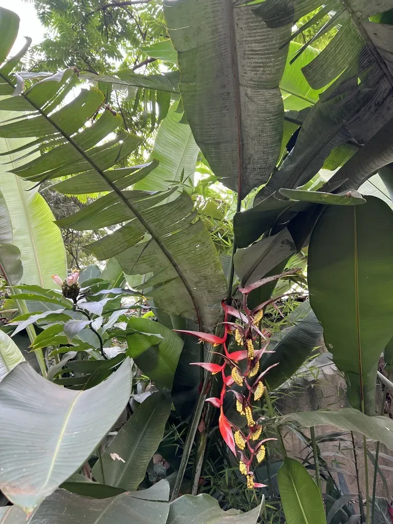 Collinsiana Heliconia