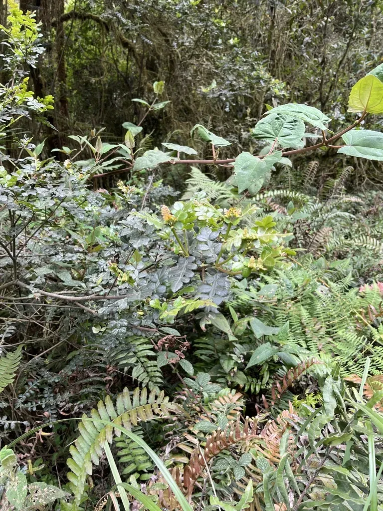 Weinmannia Mariquitae