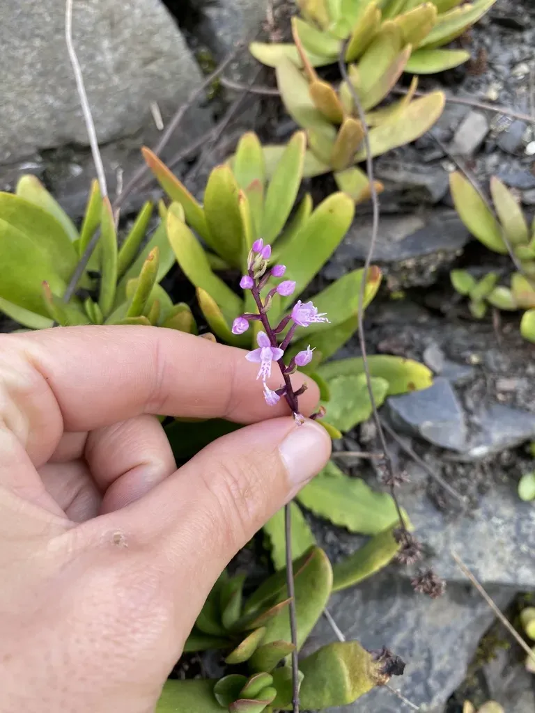 Stenoglottis Modestus