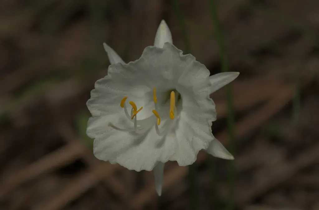 Daffodil