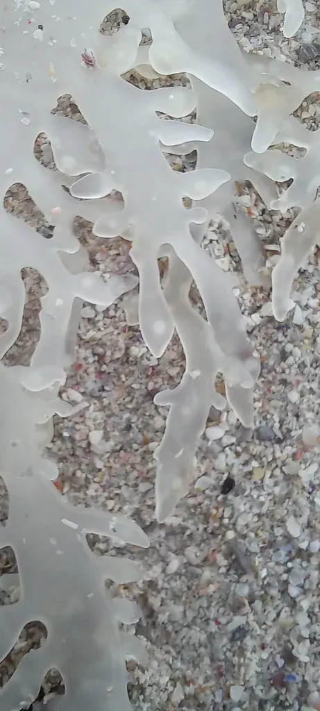 Sarcothalia Scutellata