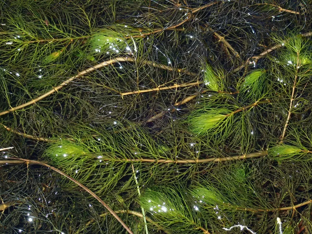 Andean Watermilfoil