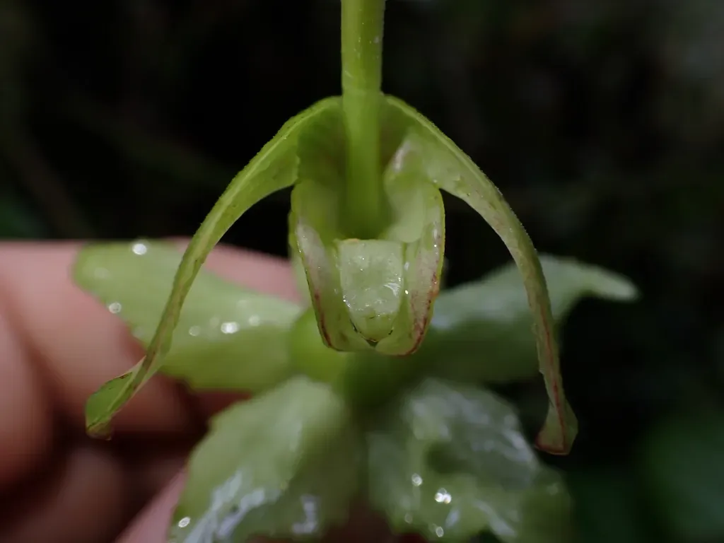 Burmeistera Borjensis