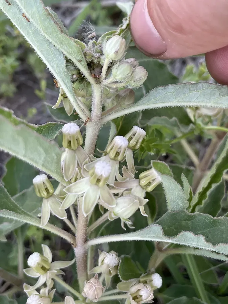 Emory's Milkweed