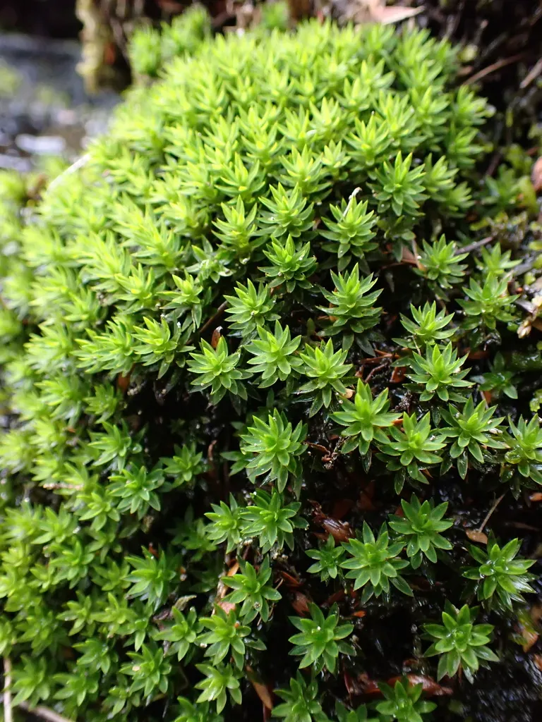 Atrichopsis Crispula